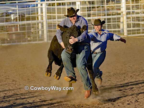 A cowboy gets lifted off the ground by a cow