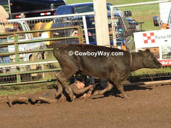 A cowboy gets dragged through the mud by a cow