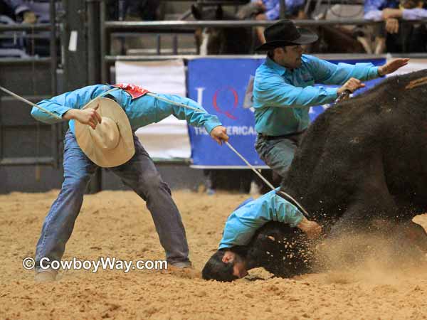 One cowboy gets smashed in the dirt trying to milk a wild cow, while another ducks under the rope