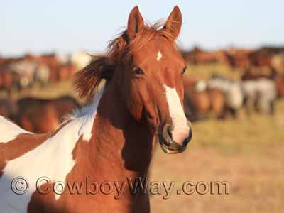 A BLM mustang, or wild horse