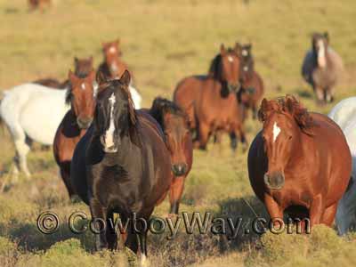 Wild horses coming toward the camera