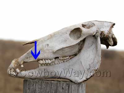 Horse skull showing location of a wolf tooth
