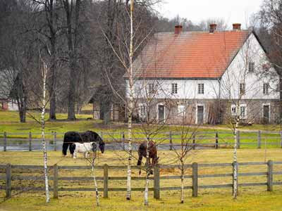 Horses grazing behind a wooden fence