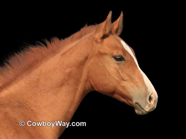 A random photo of the day featuring cowgirls or cowboys