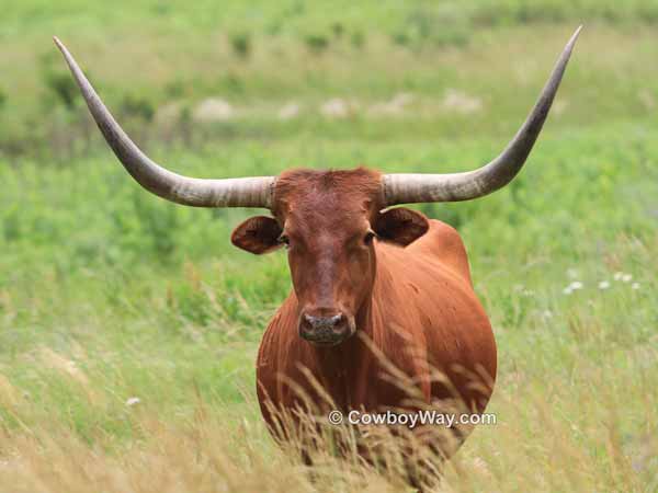 Current cowboy photo of the day