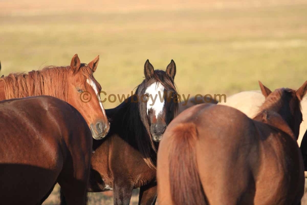 Current cowboy photo of the day