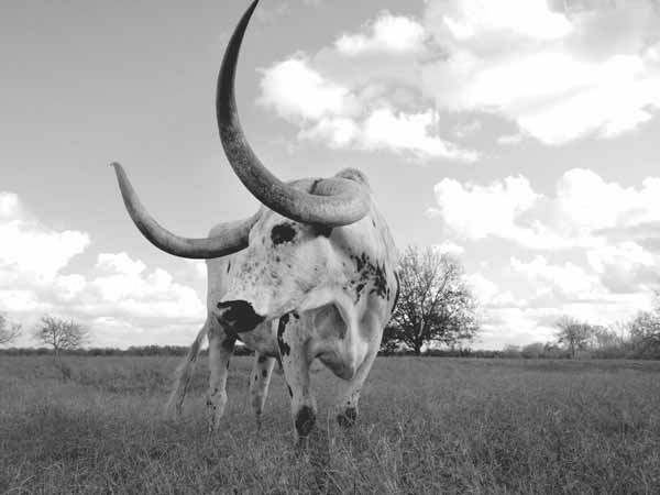 A random photo of the day featuring cowgirls or cowboys