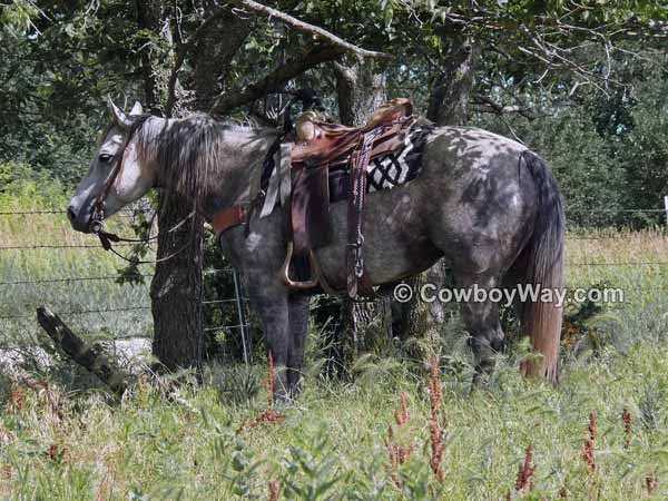 A random photo of the day featuring cowgirls or cowboys