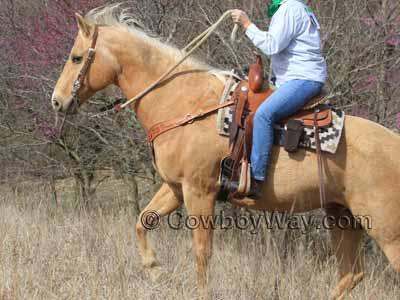 A lady trail rider with her horse and saddle
