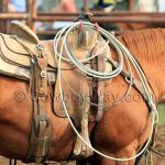 Cheap Roping Saddles For Serious Ropers On A Budget